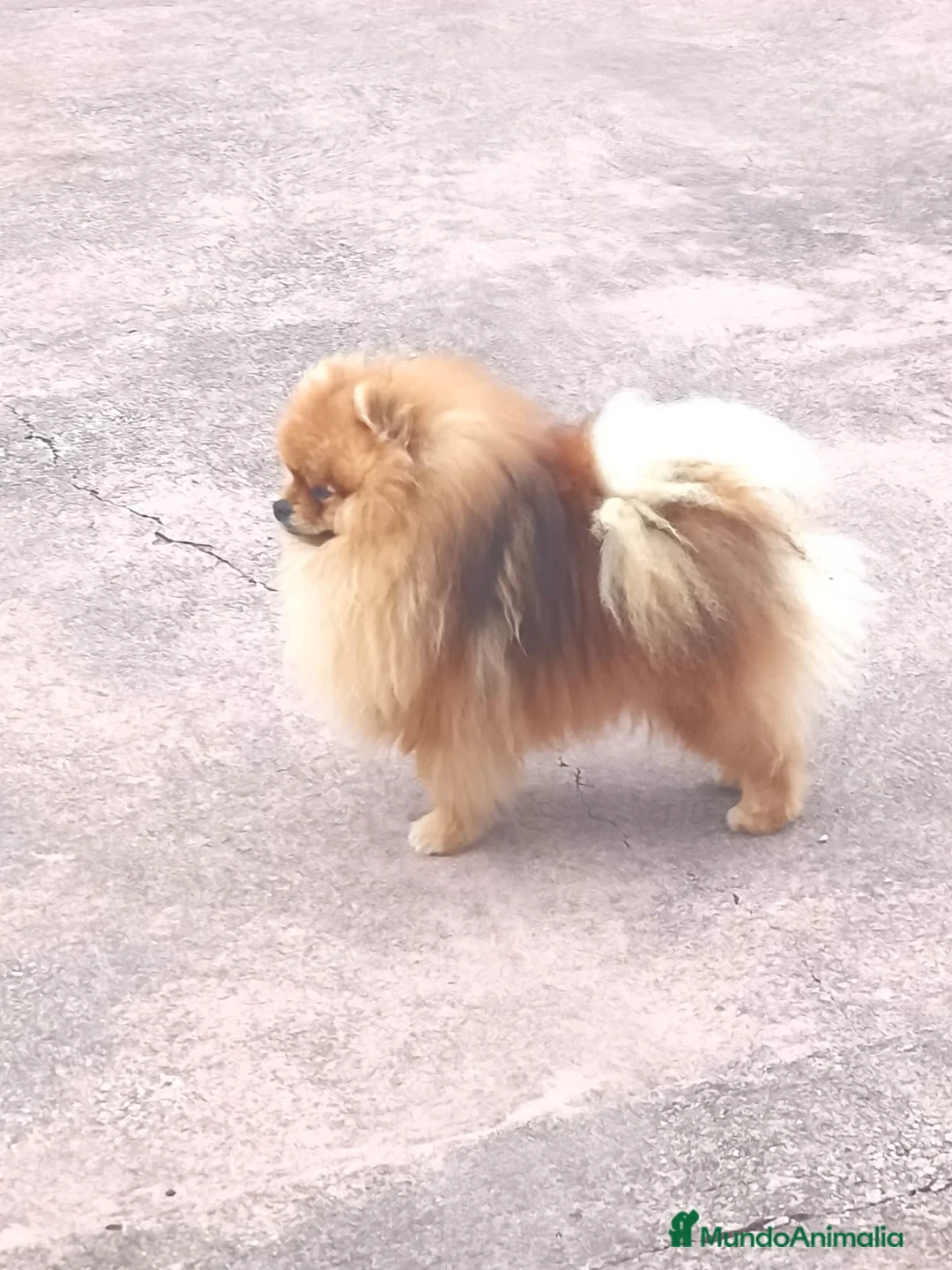 Pomerania perros en venta: Macho adulto para expo y criar, pruebas genéticas  - Anuncio 1