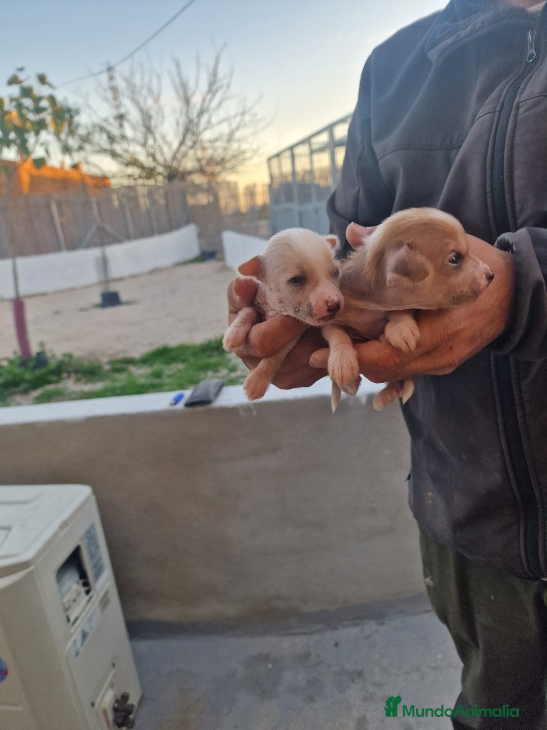 Perro Crestado Chino perros en venta: Crestado chino precio real - Anuncio 7