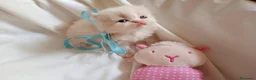 Persa gatos en venta: Gatitos persa y malayo - Anuncio 4