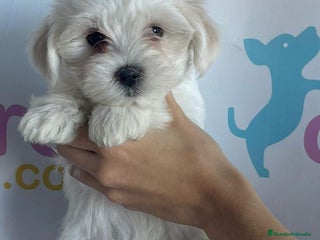 Bichón Maltés perros - Anuncio 19