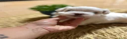 Bichón Maltés perros en venta: Bichon maltés maxima calidax - Anuncio 9