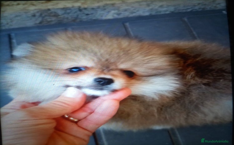 Pomerania perros - Anuncio 6
