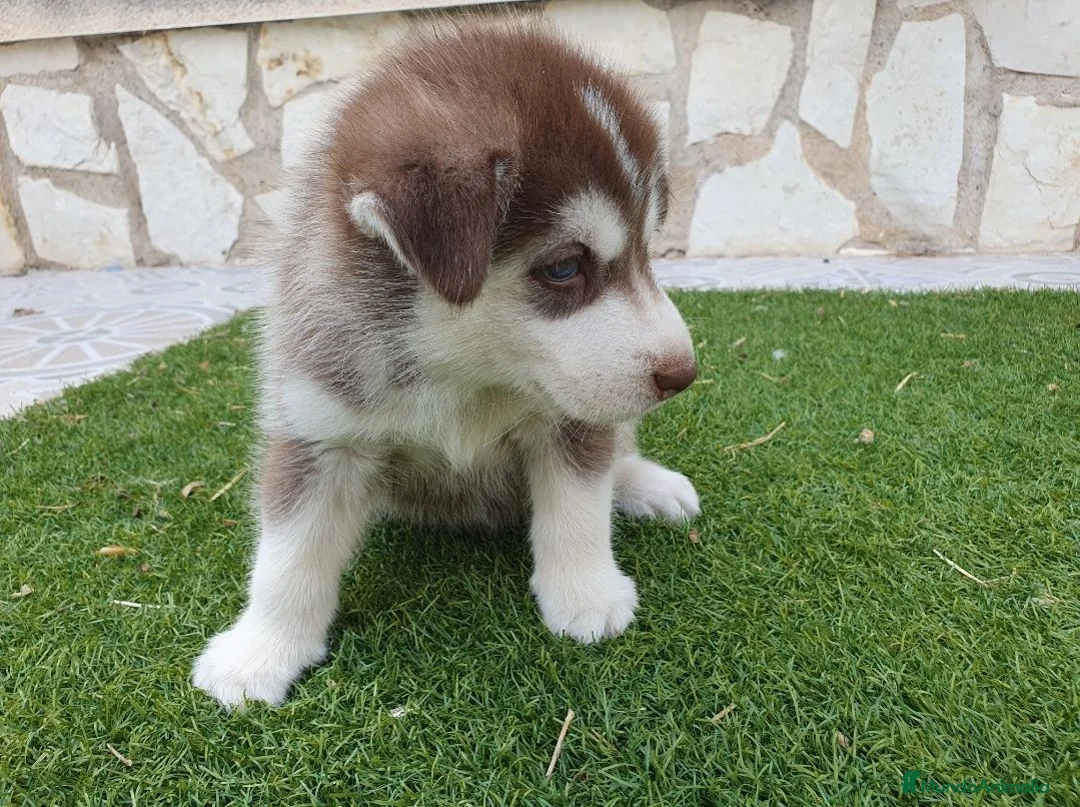 Husky Siberiano perros en venta: Husky rojos y chocolate tricolor - Anuncio 2