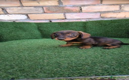 Teckel Miniatura perros en venta: teckel miniatura arlequin - Imagen 2