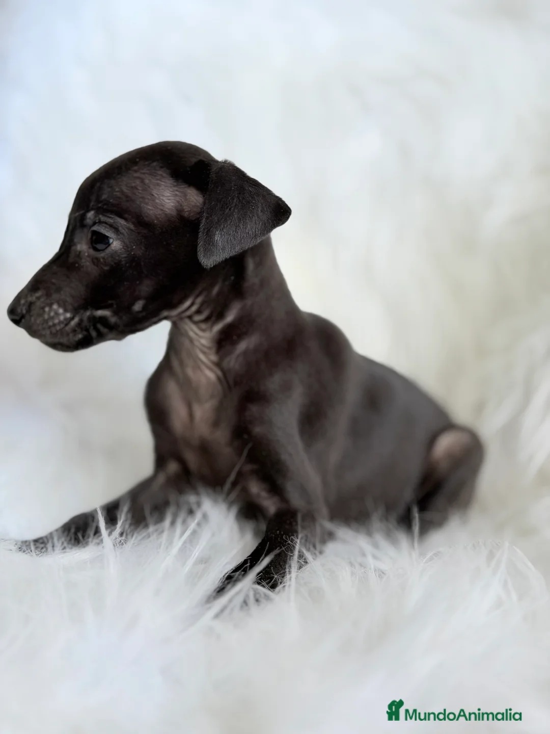 Pequeño Lebrel Italiano perros en venta: Piccolo italiano  - Anuncio 2