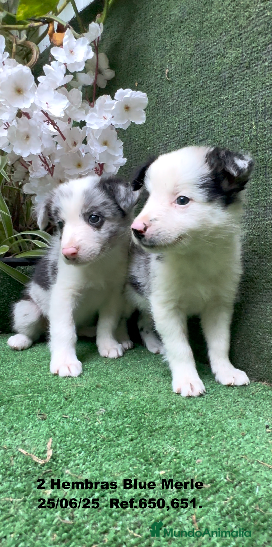 Border Collie perros en venta: BORDER COLLIE hembras Blue Merle - Imagen 9