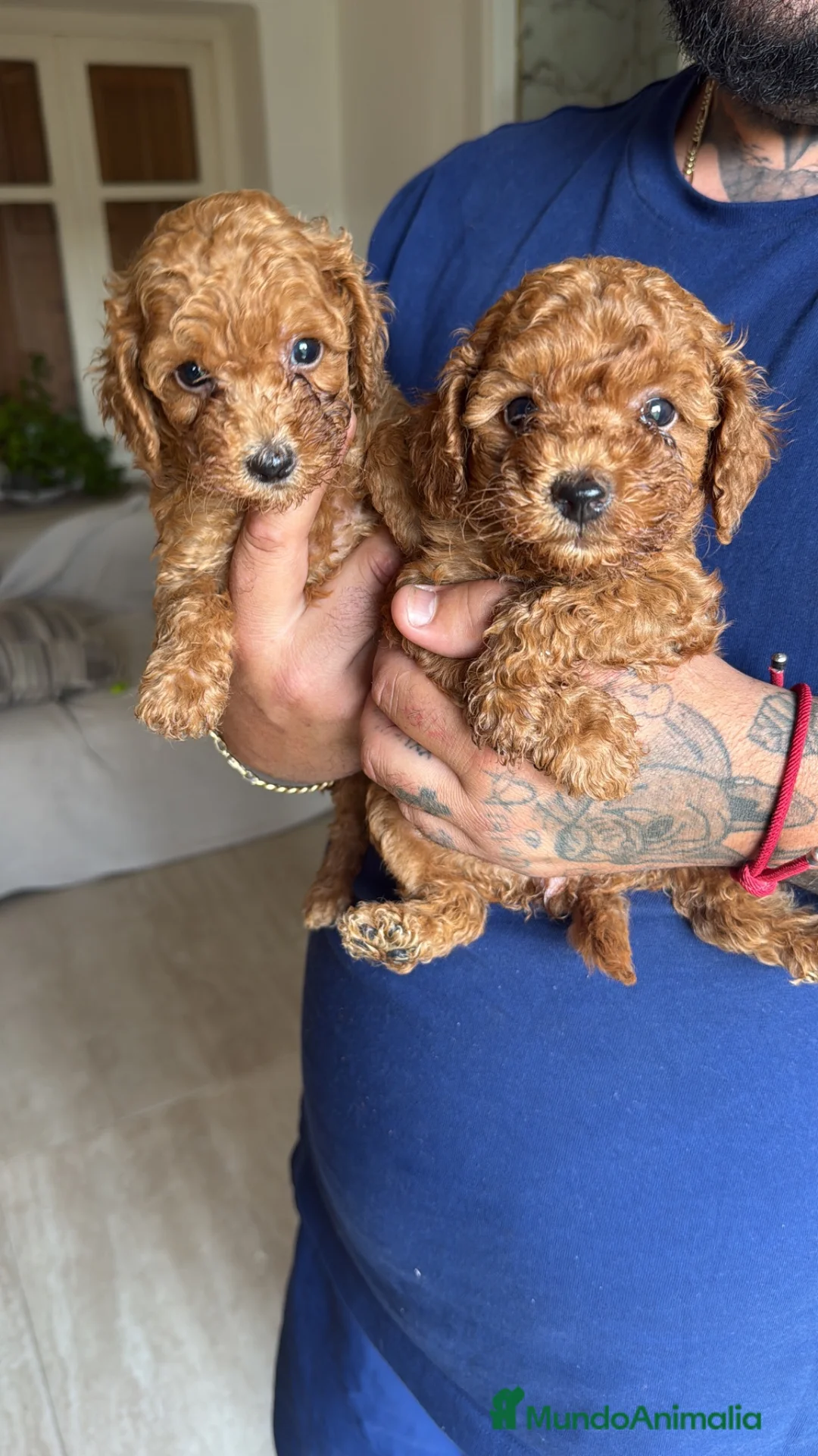 Caniche Toy perros en venta: Caniche Toy macho  - Anuncio 1