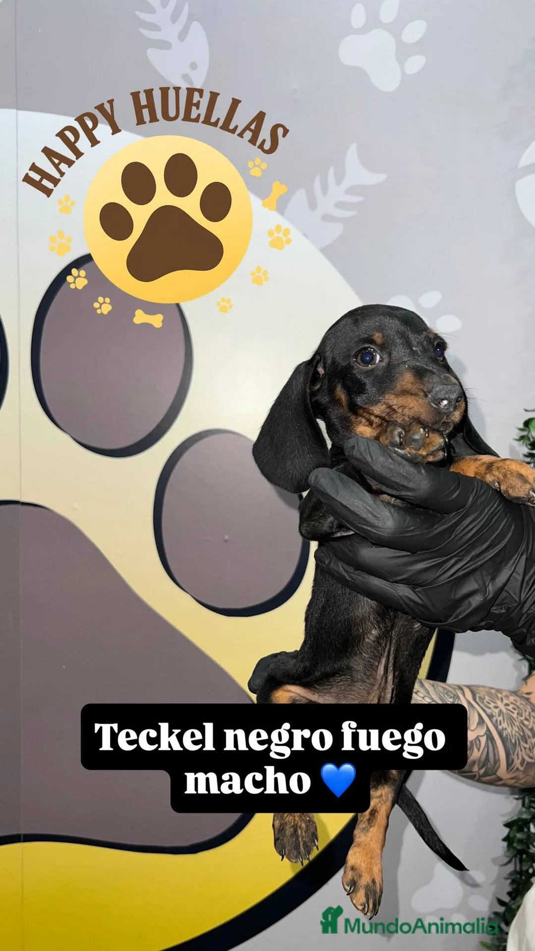 Teckel Miniatura perros en venta: 🌟 Cachorro Teckel Mini Negro y Fuego  - Anuncio 1