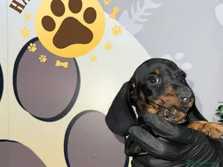 Teckel Miniatura perros 🌟 Cachorro Teckel Mini Negro y Fuego - Anuncio 6