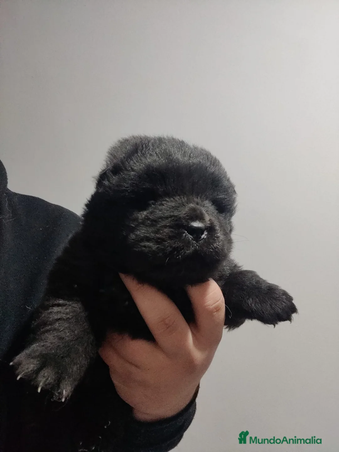 Chow Chow perros en venta: Chowchow disponibles 2 macho 1 hembra - Anuncio 6