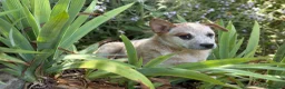 Boyero de Australia perros en venta: 🐾🐾 Australian Cattle Dog 🐾🐾 - Anuncio 2