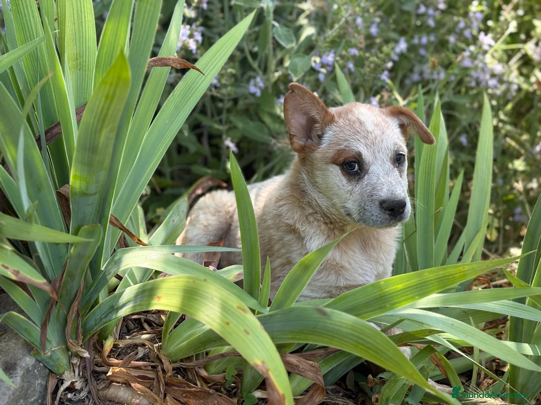 Boyero de Australia perros en venta: 🐾🐾 Australian Cattle Dog 🐾🐾 - Anuncio 2