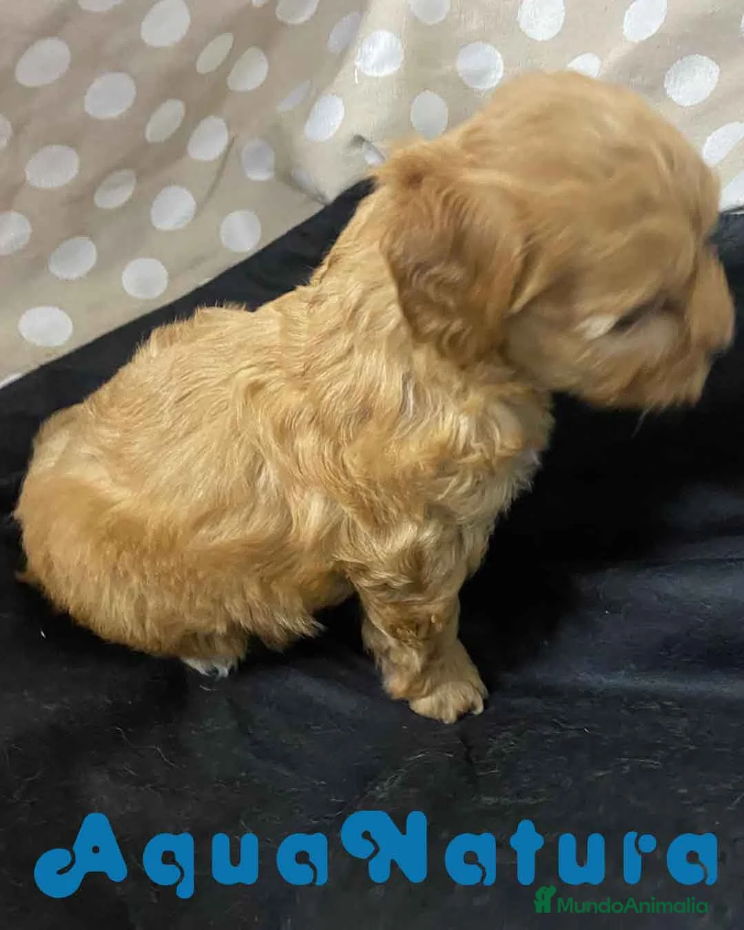 Havapoo perros en venta: Havapoo Hembra 2 de Locaty y Can AQUANATURA - Anuncio 4