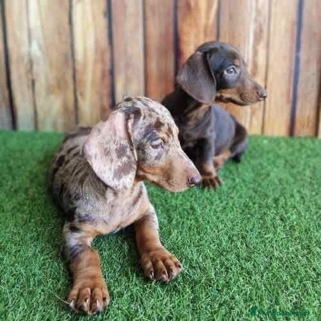 Teckel perros en venta: Teckel canichen - Imagen 3