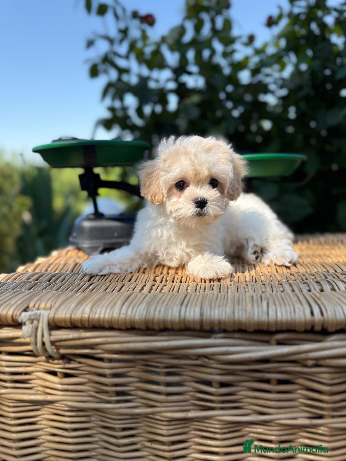 Maltipoo perros Maltipoo hembra toy lista para entregar!! - Anuncio 2