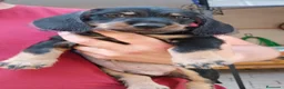 Teckel perros en venta: Teckel standar  - Anuncio 3