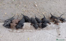 Teckel perros en venta: Teckel kanichen  - Imagen 2