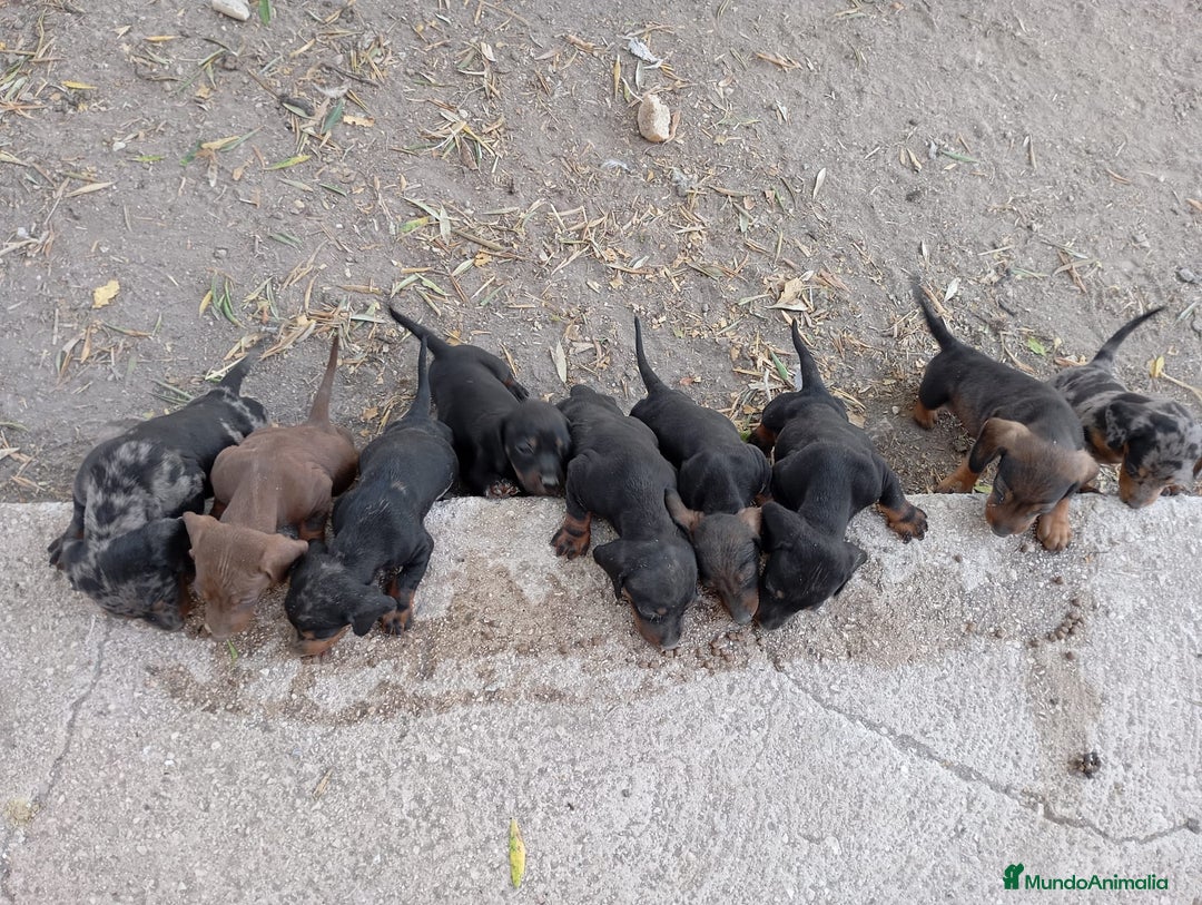 Teckel perros en venta: Teckel kanichen  - Imagen 2