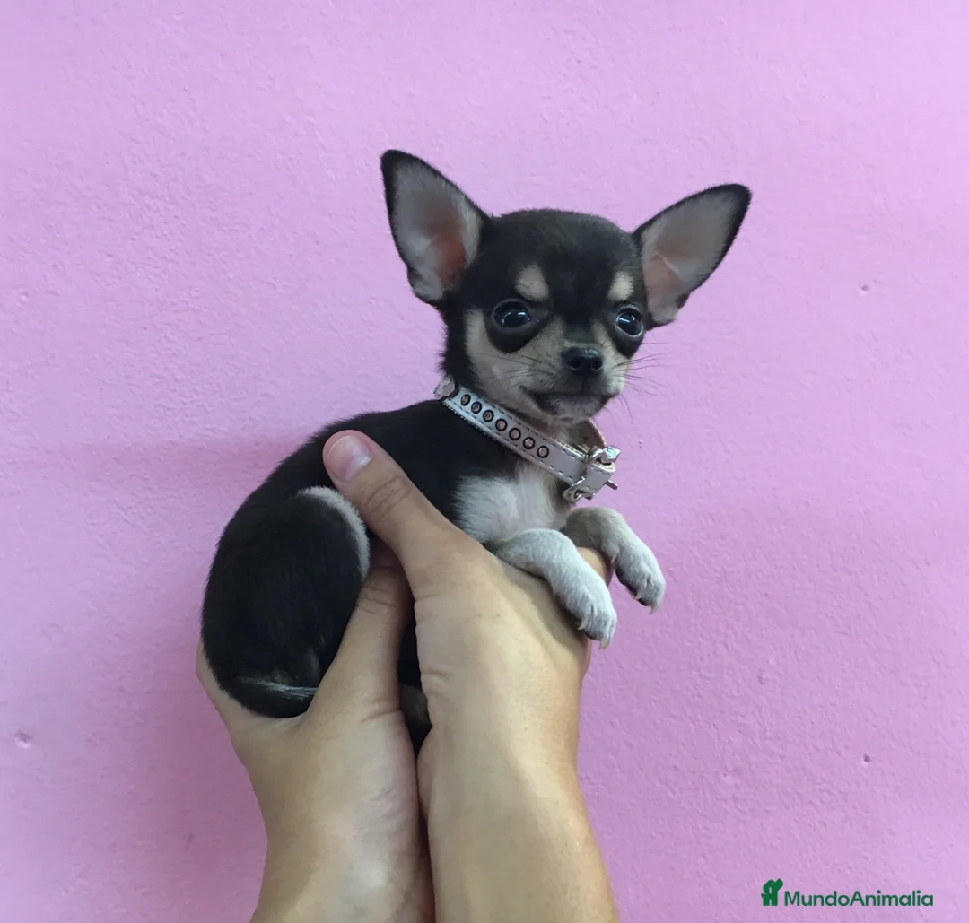 Chihuahua perros en venta: Chihuahua - Anuncio 6