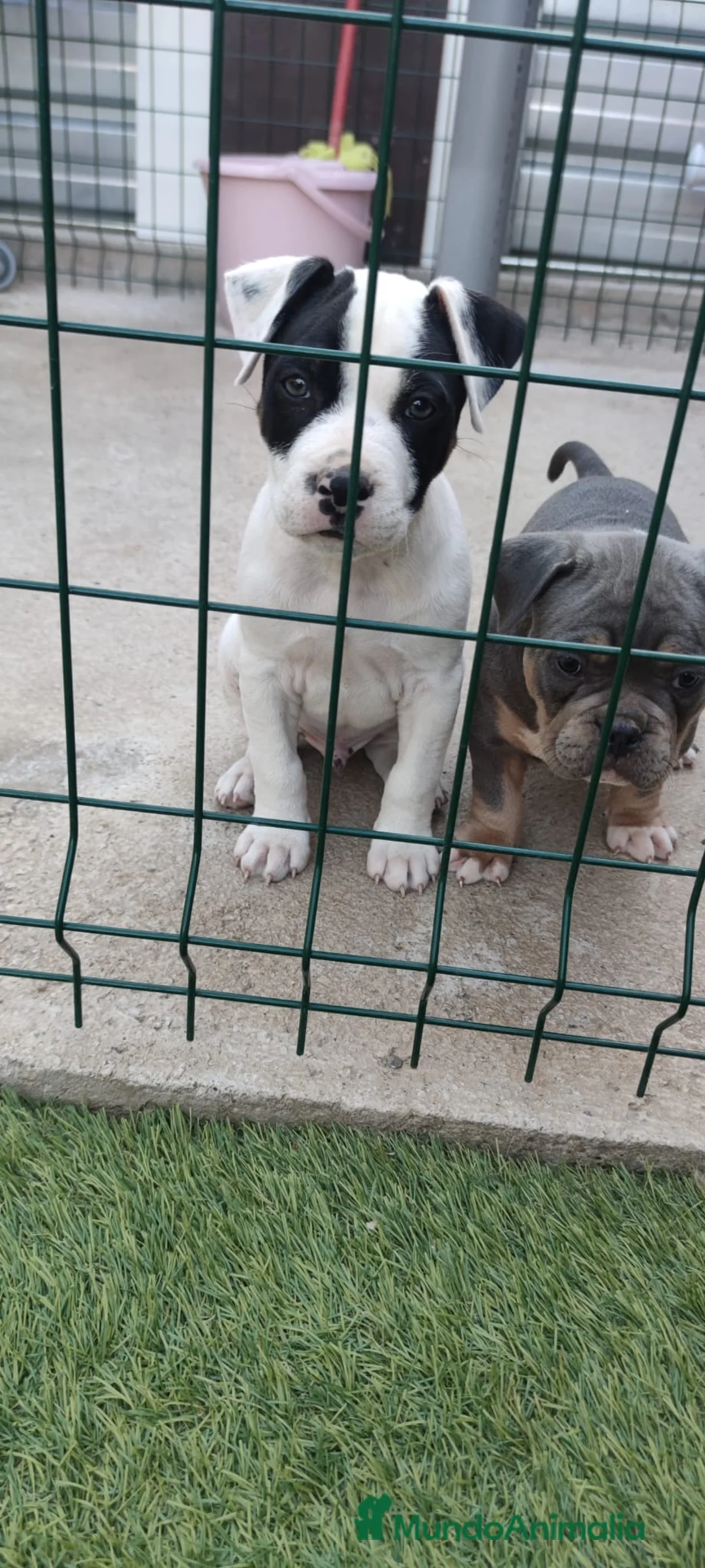 American Staffordshire-Terrier perros en venta: American stanfford terrier macho  - Anuncio 2