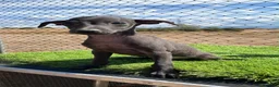 Pequeño Lebrel Italiano perros en venta: PEQUEÑO LEBREL ITALIANO (PICCOLO)  - Anuncio 3