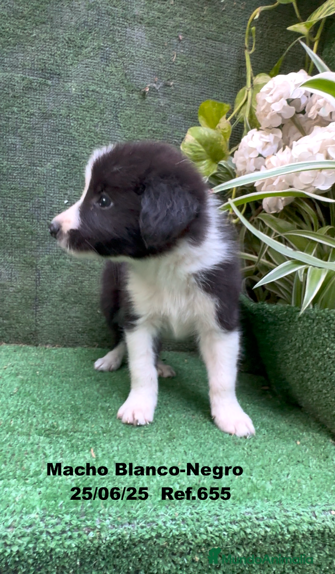 Border Collie perros en venta: BORDER COLLIE DE VILLA BIZNAGA - Imagen 5