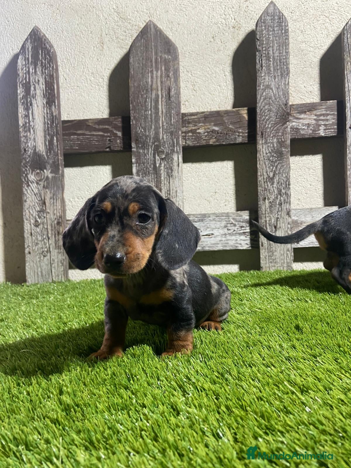 Teckel perros Teckel en Salamanca - Anuncio 2