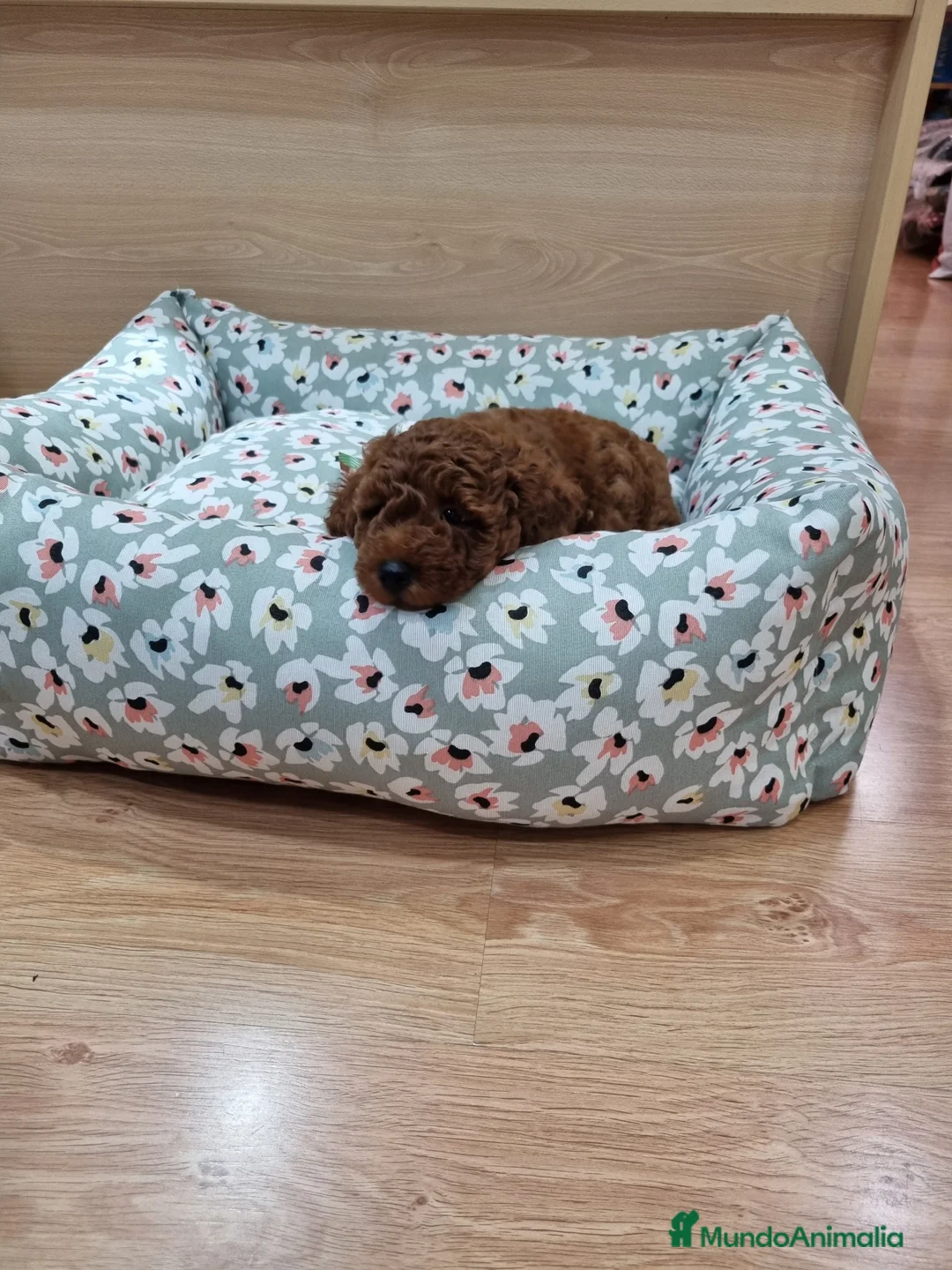 Caniche Enano perros en venta: Caniches - Anuncio 5