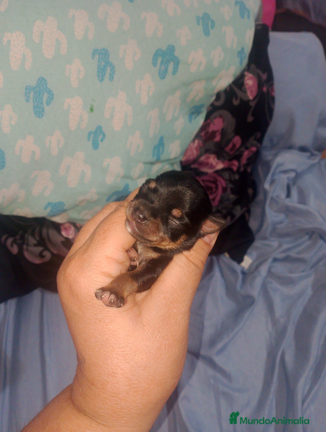 Chihuahua perros en venta: Camada para reservar  - Imagen 5