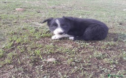 Border Collie perros en venta: BORDER COLLIE - Imagen 10