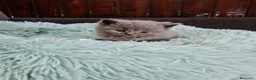Británico de Pelo Corto gatos en venta: Brithis - Anuncio 3