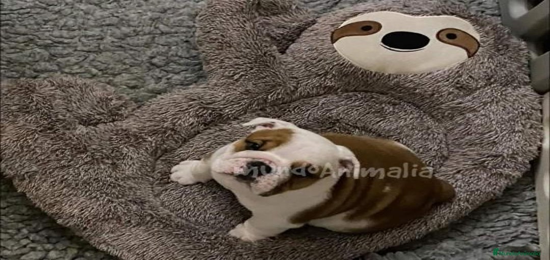 Imagen de galería {{count}}