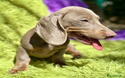 Teckel Miniatura perros en venta: TECKEL MINIATURA DISPONIBLES - Imagen 2