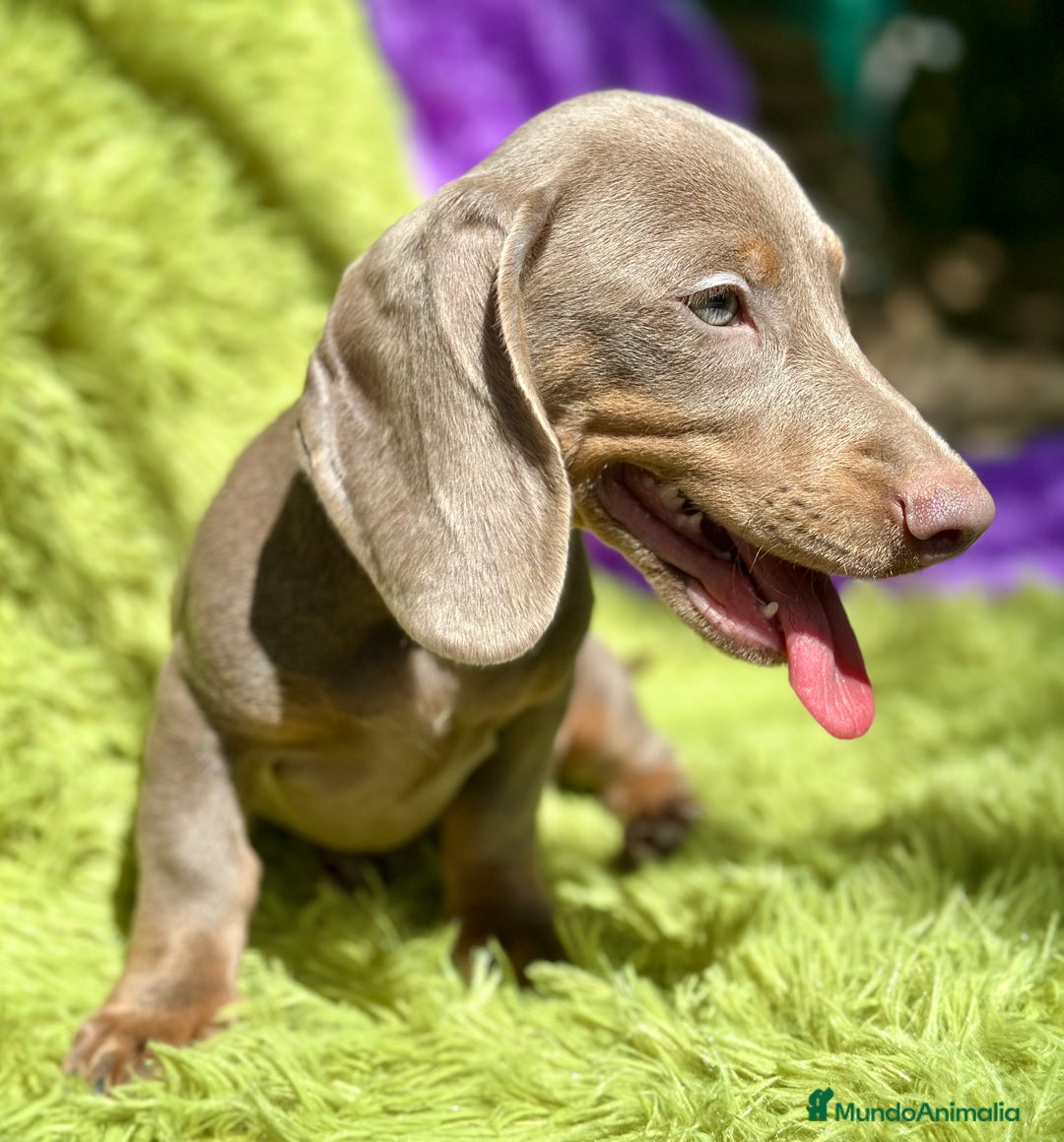 Teckel Miniatura perros en venta: TECKEL MINIATURA DISPONIBLES - Imagen 2
