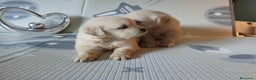 Golden Retriever perros en venta: Cachorros golden  - Anuncio 2