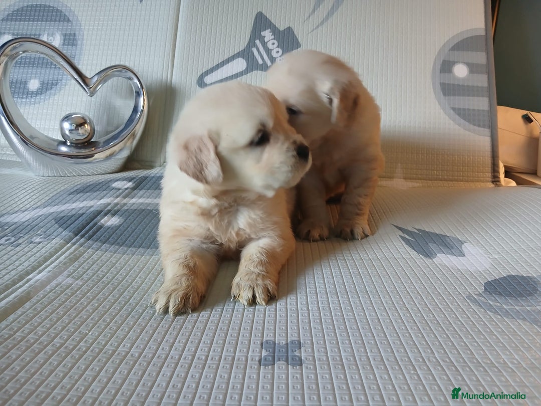 Golden Retriever perros en venta: Cachorros golden  - Anuncio 2