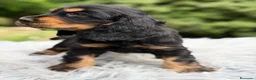 Cocker Spaniel Inglés perros en venta: COCKER INGLÉS NEGRO FUEGO  - Anuncio 3