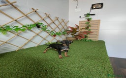 Pinscher Miniatura perros en venta: Mini pinscher - Imagen 4