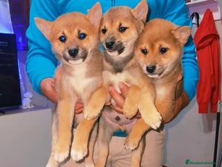 Shiba Inu perros Shiba Inu machos preciosos - Anuncio 1