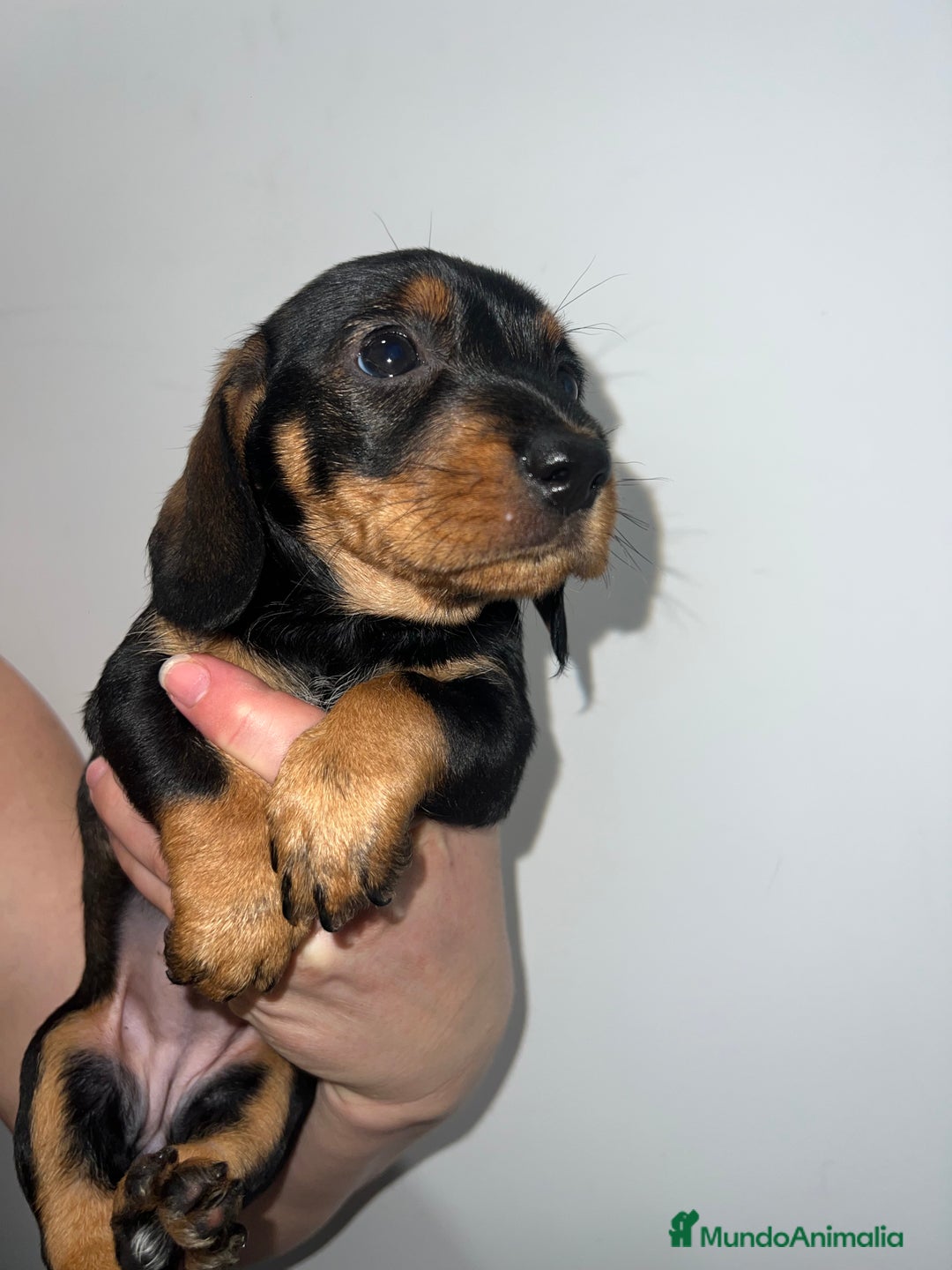 Teckel perros en venta: TECKEL DISPONIBLE  - Anuncio 5