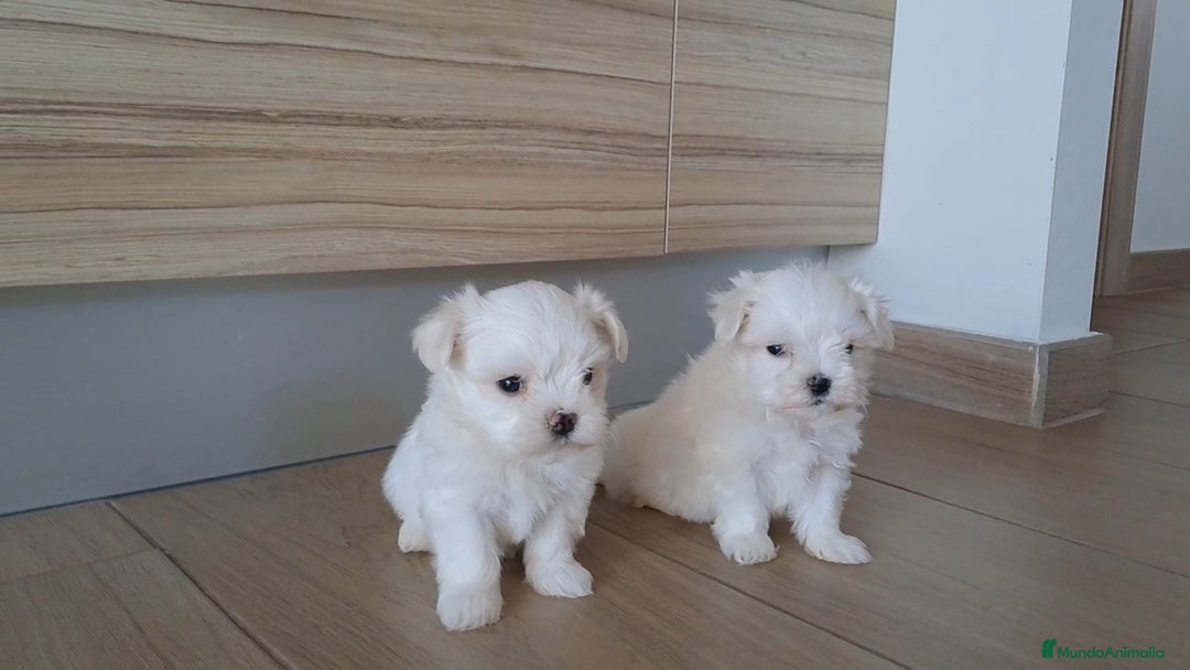 Bichón Maltés perros en venta: Bichon Maltes Mini  - Imagen 3