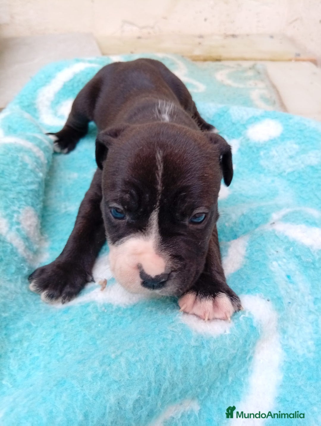 American Staffordshire-Terrier perros en venta: American estanford  - Anuncio 4