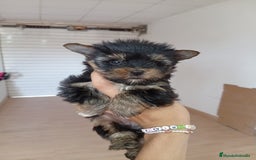 Yorkshire Terrier perros en venta: PRECIOSA PAREJA DE YORKSHIRE MINI TOY  - Imagen 1