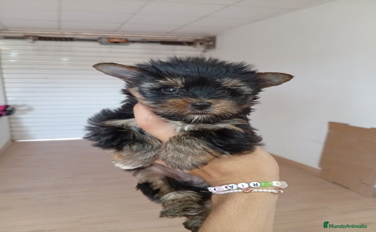 Yorkshire Terrier perros - Anuncio 4