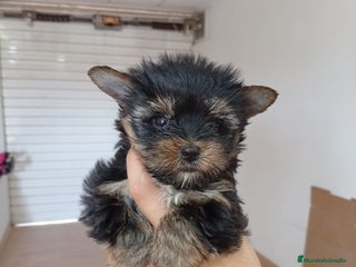 Yorkshire Terrier perros - Anuncio 1