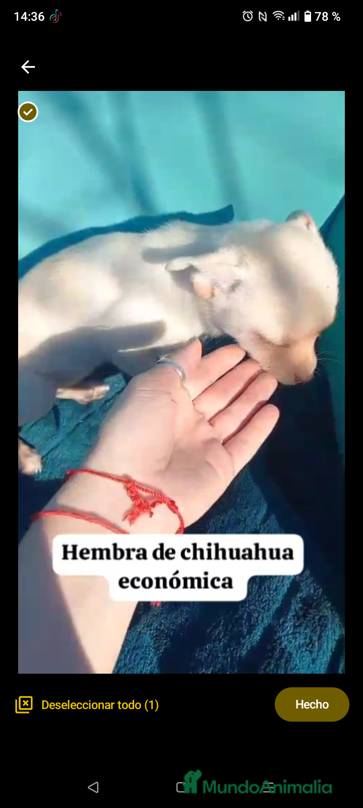 Chihuahua perros Habrá tamaño standar  - Anuncio 1