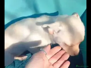 Chihuahua perros Habrá tamaño standar - Anuncio 1