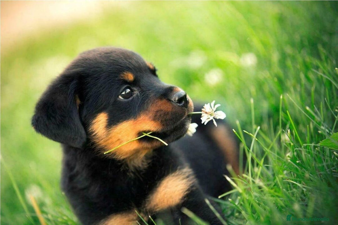 Rottweiler perros en venta: ROTTWEILER CACHORROS  631 67 03 85 - Imagen 4
