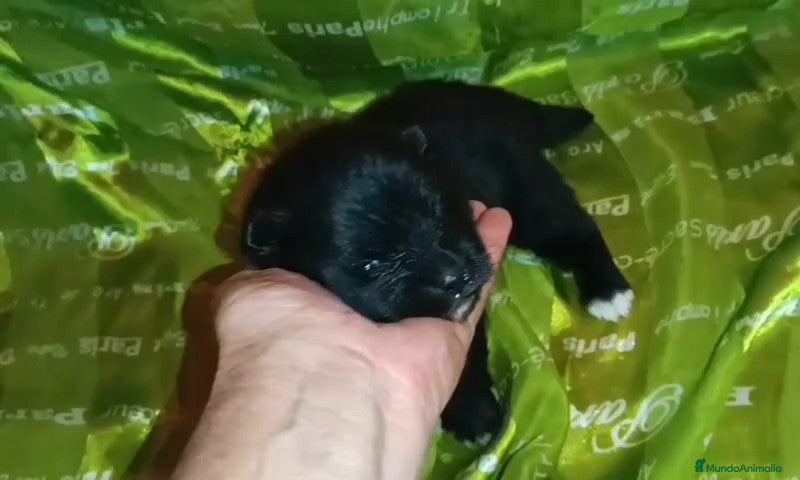 Pomerania perros POMERANIAS MACHOS Y HEMBRAS  - Anuncio 15