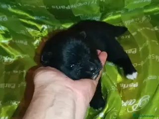 Pomerania perros POMERANIAS MACHOS Y HEMBRAS - Anuncio 15